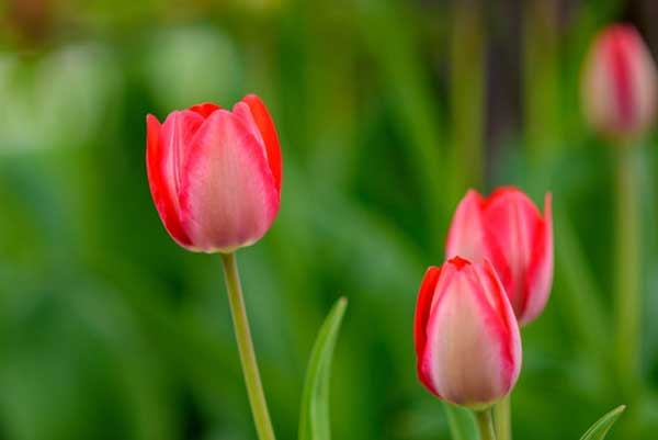 Tử vi ngày 24/5/2023: Tuổi Dần quý nhân dẫn lối, tuổi Tuất người âm thầm hại-3