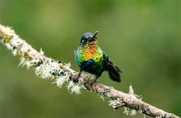 Vận may ưu ái, 4 con giáp liên tục đón tin vui, tháng 5 giàu sang, tháng 6 nổi tiếng-4