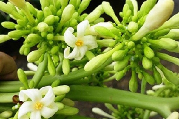 Đu đủ rất tốt nhưng những người này tránh ăn kẻo ngộ độc, yếu sinh lý-3