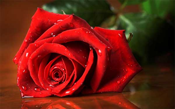 Tử vi ngày 25/5/2023: Tuổi Mão được người yêu mến, tuổi Tỵ tiền bạc dư dả-2