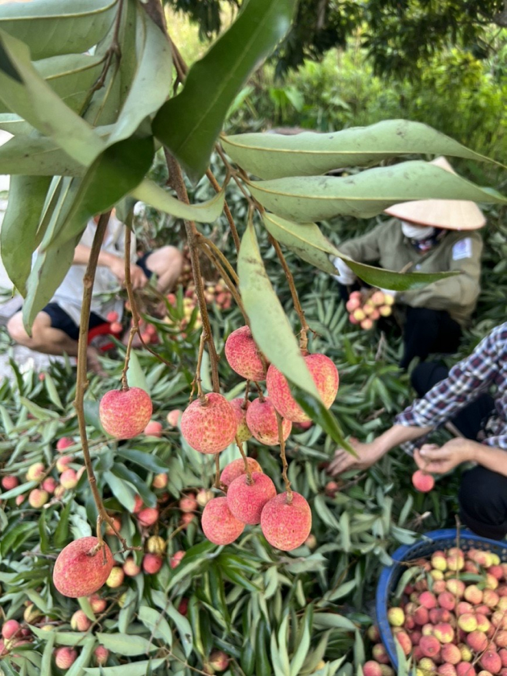 Sự thật về loại vải thiều đầu mùa được bán giá rẻ trên các tuyến phố Hà Nội?-3