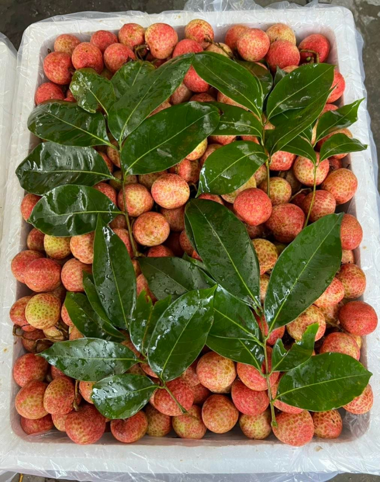 Sự thật về loại vải thiều đầu mùa được bán giá rẻ trên các tuyến phố Hà Nội?-4