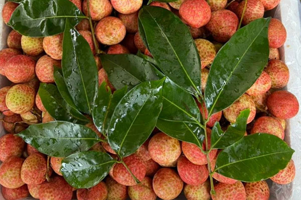 Việt Nam có vải thiều không hạt, giá bán từ 250.000 đồng/kg-3