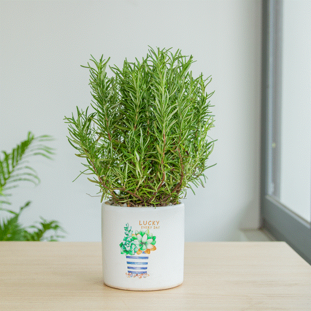 Những cây phong thủy trong nhà bếp nên trồng-3