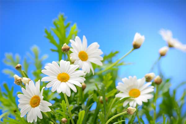 3 con giáp tài năng lại chuyên nghiệp, hè năm 2023 có bước tiến lớn trong công việc-4