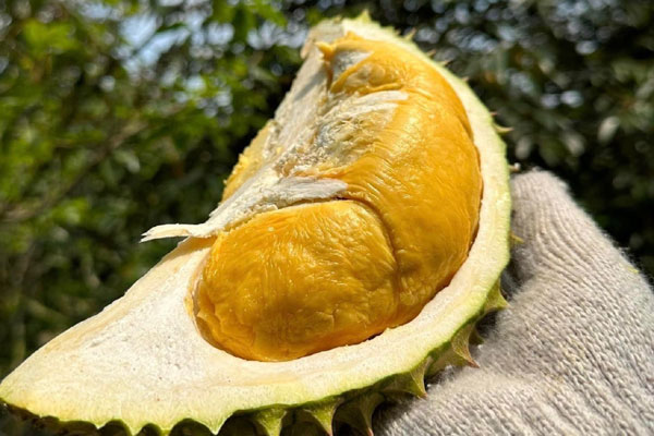 Sầu riêng ế khách, bán cả ngày chỉ có vài người hỏi mua-4