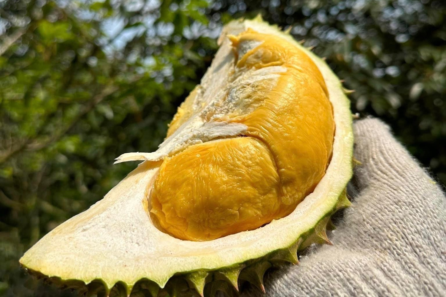 Vào vụ thu 650 nghìn tấn, sầu riêng vẫn tăng giá vì đón tin vui từ Trung Quốc-2