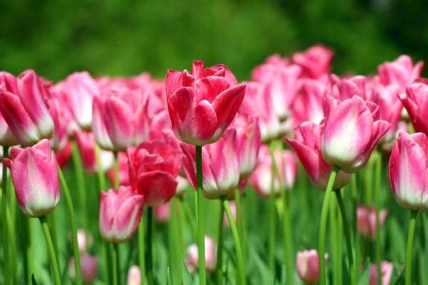 Tử vi ngày 26/5/2023: Tuổi Sửu giành nhiều lợi thế, tuổi Dậu trở thành trung tâm-4