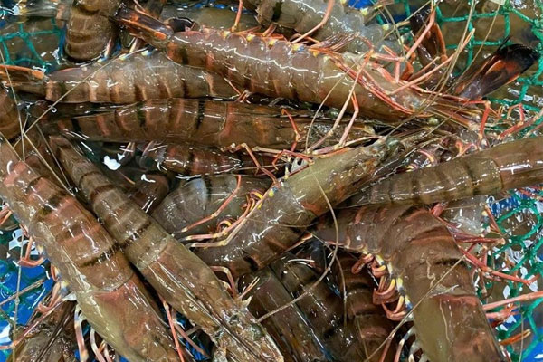 Giá hải sản tăng chóng mặt, thực phẩm giải nhiệt đắt khách-3