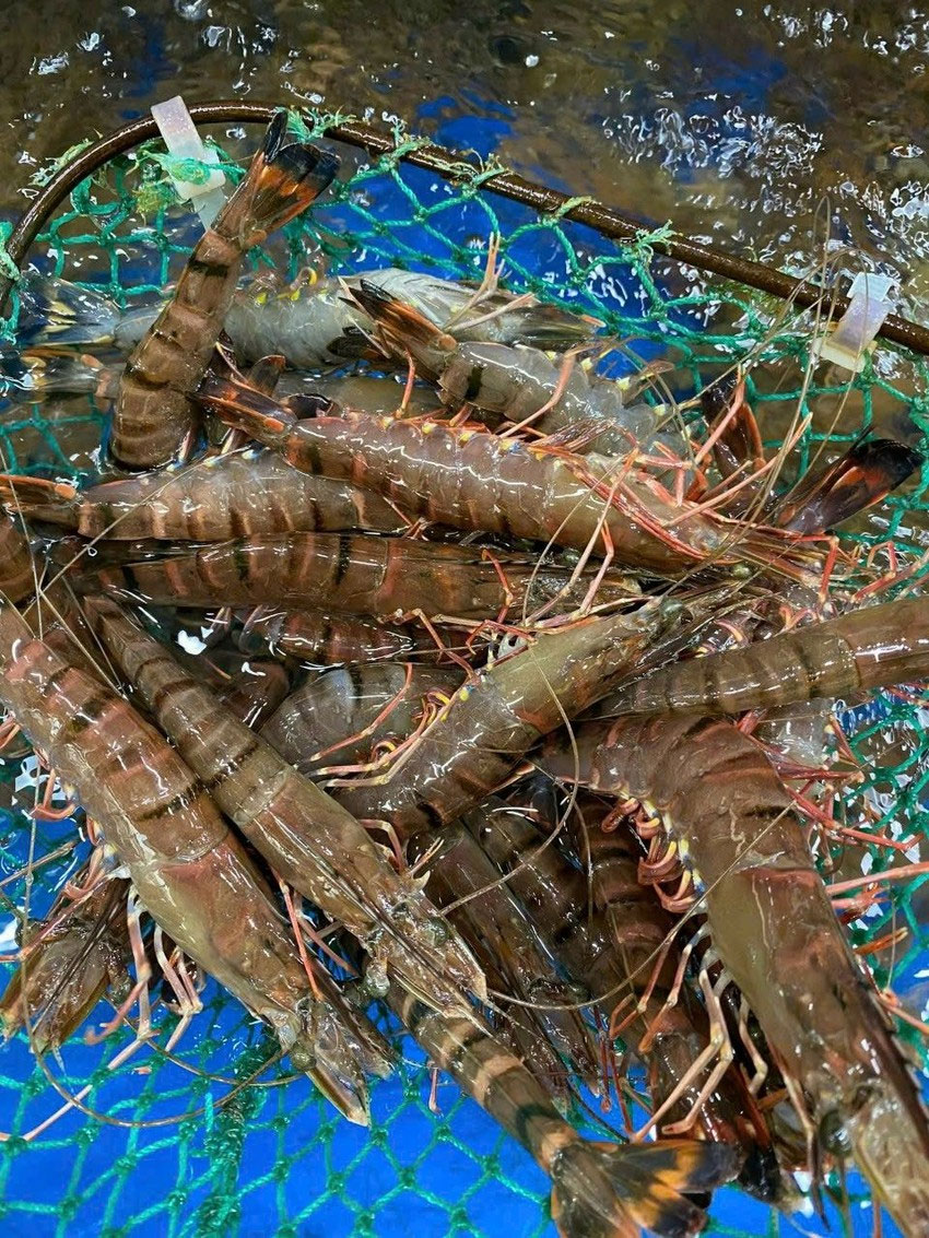 Giá hải sản tăng chóng mặt khiến người mua dè dặt-1