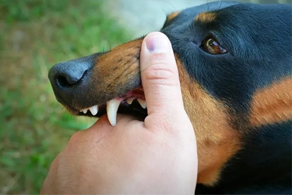 Người phụ nữ tử vong sau 3 tháng bị chó nhà cắn-1