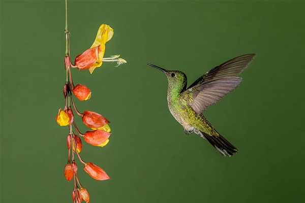 Người sinh ngày Âm lịch này tự lực tự cường, dựng nghiệp, làm giàu, cuộc sống thịnh vượng-1