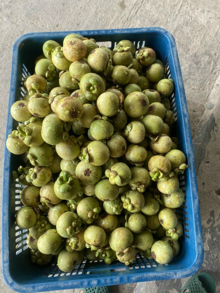 Măng cụt rớt giá hậu cơn sốt gỏi gà măng cụt xanh-1