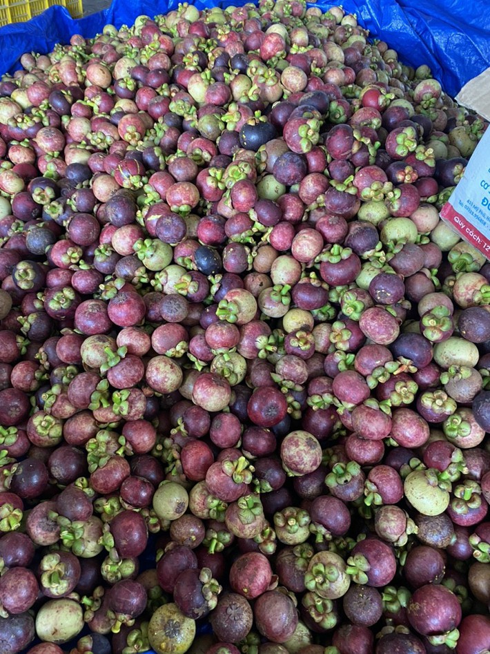 Măng cụt rớt giá hậu cơn sốt gỏi gà măng cụt xanh-2