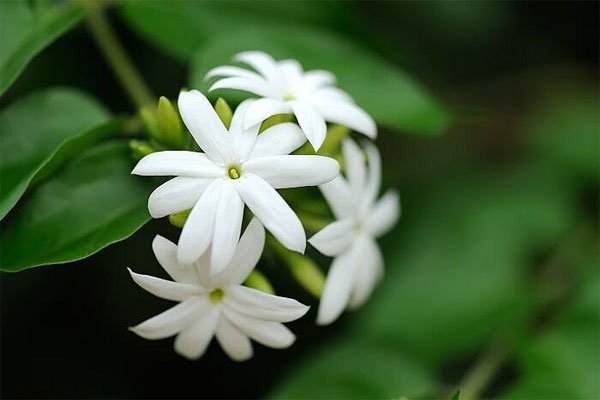 Tử vi ngày 26/5/2023: Tuổi Sửu giành nhiều lợi thế, tuổi Dậu trở thành trung tâm-3
