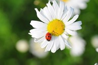 Tử vi ngày 26/5/2023: Tuổi Sửu giành nhiều lợi thế, tuổi Dậu trở thành trung tâm