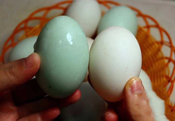 Mua trứng vịt nên chọn quả vỏ trắng hay vỏ xanh?-2