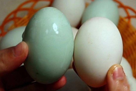Mua trứng vịt nên chọn quả vỏ trắng hay vỏ xanh?
