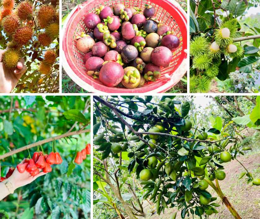 Nhiều gia đình và người nổi tiếng tới Vĩnh Long gặp Thúy Liễu, khiến du lịch địa phương thêm hot-10