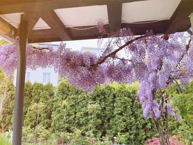 Vợ chồng Việt và khu vườn địa đàng ở Đức-11