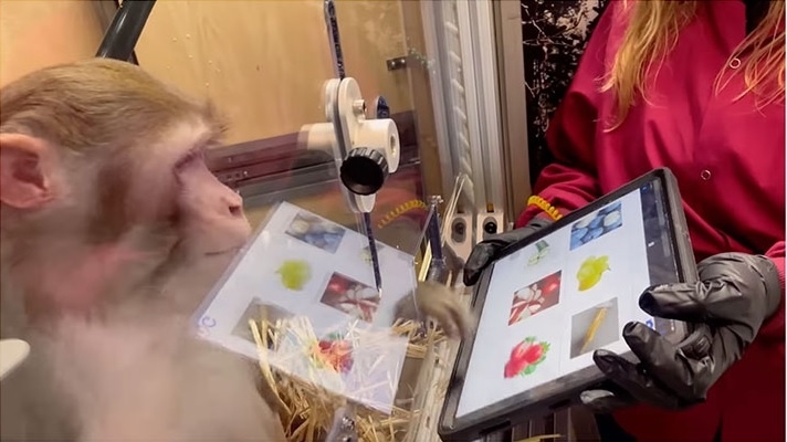 Chip cấy não của Elon Musk sắp được thử nghiệm trên người-2