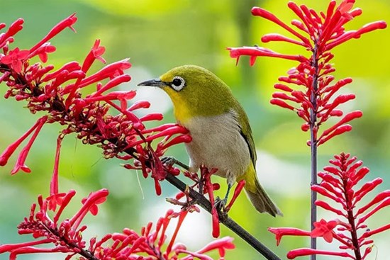 Bùng nổ trong mùa hè, 4 con giáp phúc lộc tứ bề, gia đình sum họp, cuộc sống ngày càng sung túc