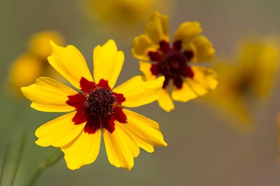 Tử vi ngày 27/5/2023: Tuổi Thìn tiền đẻ ra tiền, tuổi Thân sắp có tin vui