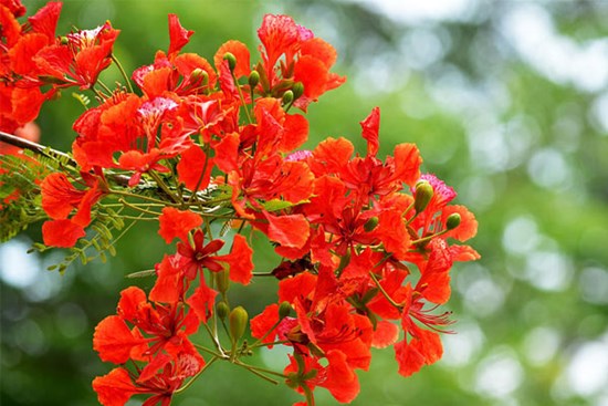 Chia tay, hôn nhau giữa sân trường có thể khiến con trẻ mất danh dự?