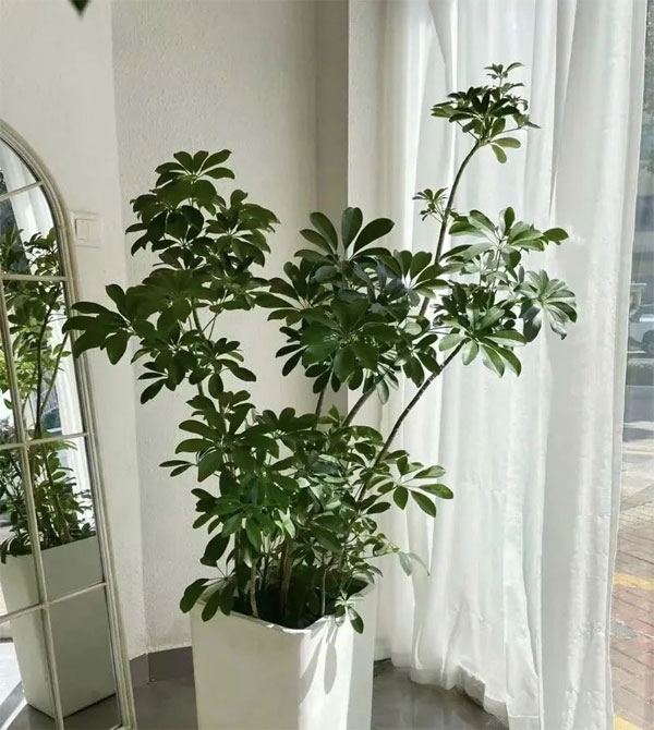 Phát hiện 5 cây cảnh sứ giả sức khỏe, đặt 2-3 chậu trong nhà, khí thải bị hút sạch, không khí sạch bong-2
