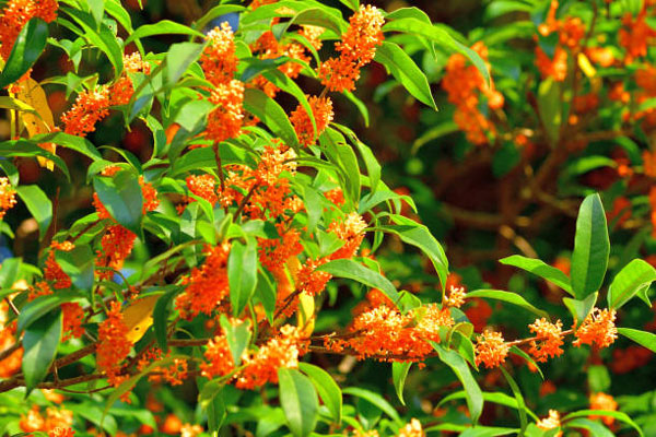 Phát hiện 5 cây cảnh sứ giả sức khỏe, đặt 2-3 chậu trong nhà, khí thải bị hút sạch, không khí sạch bong-3