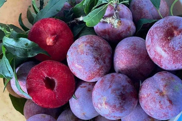 Mận chín đỏ ở vựa trái cây lớn nhất miền Bắc, nông dân thu tiền tỷ-5