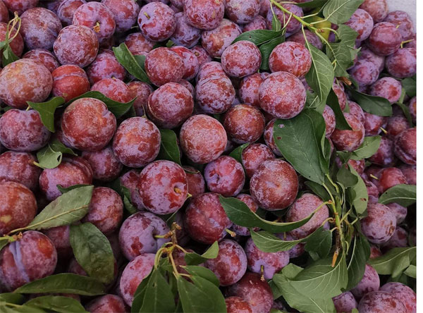 Mận Pu Nhi có gì đặc biệt mà được săn mua hàng đầu?-2