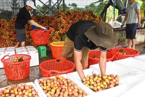 Vải đặc biệt đắt đỏ nhất Việt Nam, luôn cháy hàng mỗi khi vào mùa-5