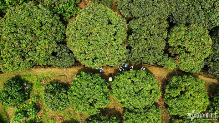 Nông dân Hải Dương thu hàng trăm triệu từ mùa vải chín sớm-1