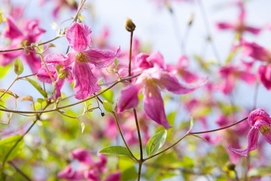 Tử vi ngày 28/5/2023: Tuổi Tý được đánh giá cao, tuổi Ngọ chớ quá tin người