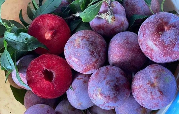 Giá hải sản tăng chóng mặt, thực phẩm giải nhiệt đắt khách-2