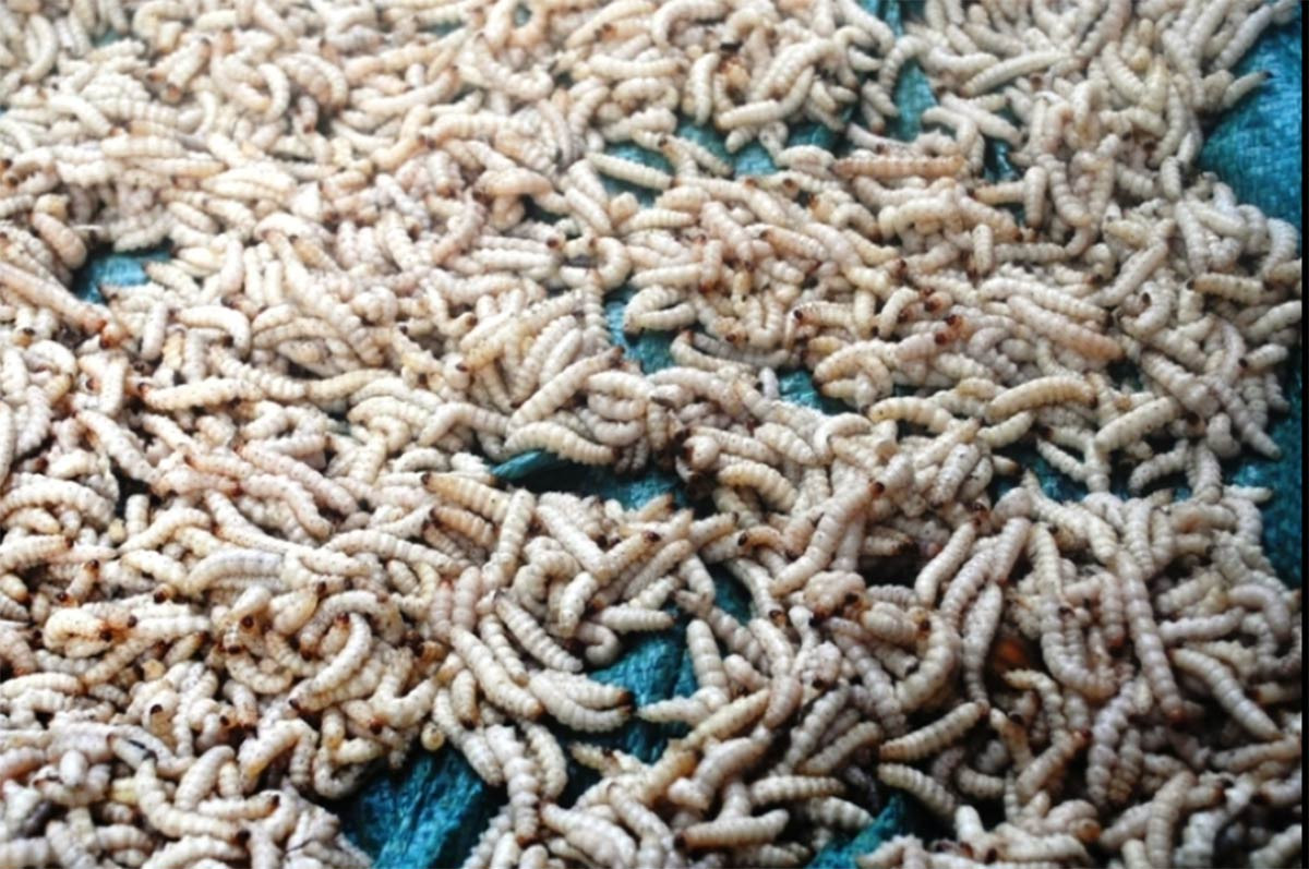 Những loại sâu bọ độc nhất vô nhị đắt đỏ, thực khách săn lùng-4