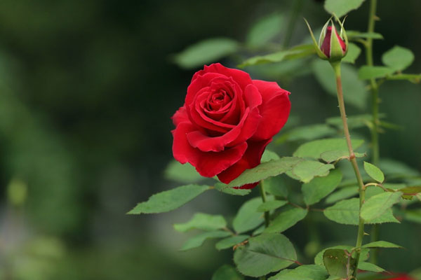 Sinh vào 3 tháng Âm lịch này, có tài lãnh đạo, tâm tưởng sự thành, sự nghiệp rực rỡ-1