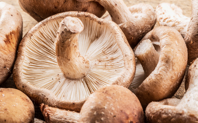 3 mẹo chọn nấm đông cô tươi ngon-3