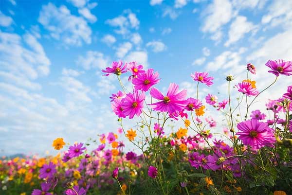 Tử vi tuần mới 29/5 - 4/6/2023: Tuổi Thìn vận trình khởi sắc, tuổi Tuất tin vui sự nghiệp-3