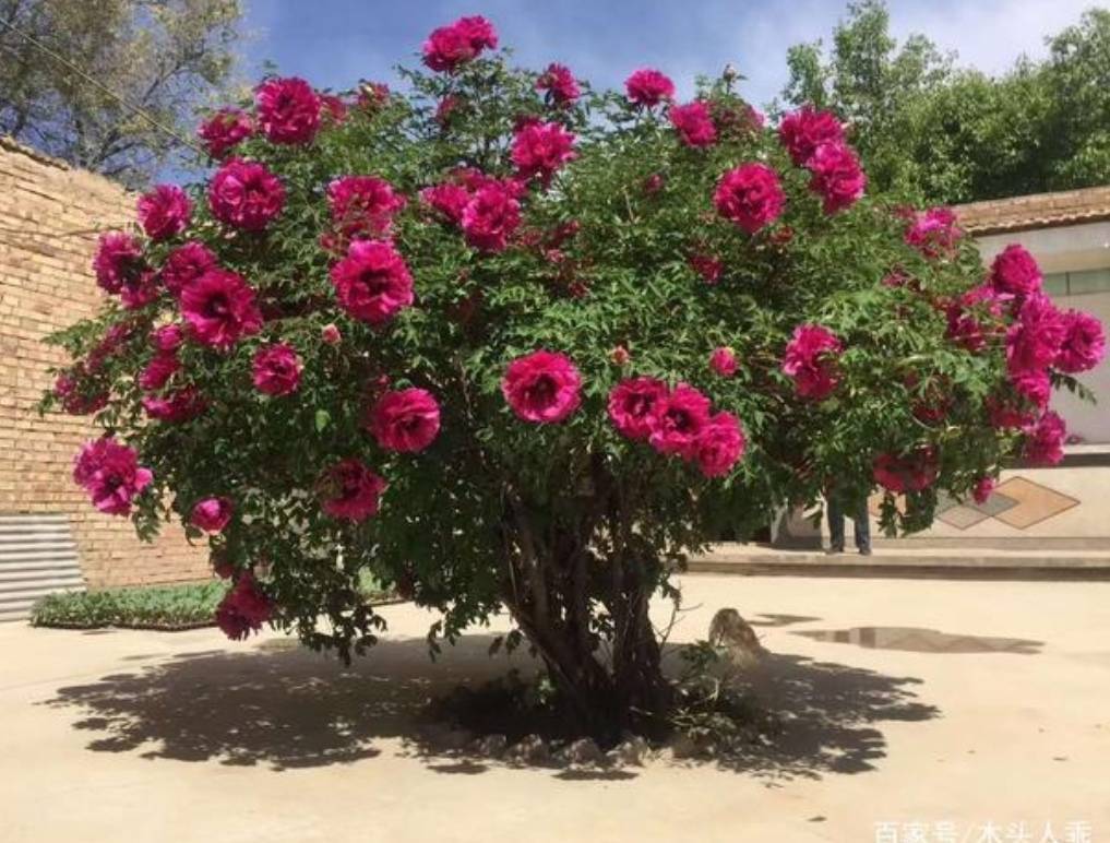 Trồng 1 cây, dưỡng cả đời, 6 cây cảnh điềm lành có tuổi thọ 100 năm, thành vật báu gia truyền-12