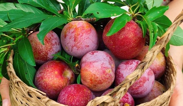 Ăn mận vào mùa hè giúp tăng sinh collagen nhưng có 2 đại kỵ cần phải tránh-2