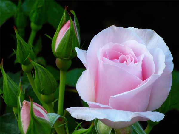 3 con giáp cẩn trọng, tỉ mỉ, sang tháng 6 hoàn thành mọi mục tiêu, tài lộc cực vượng-2