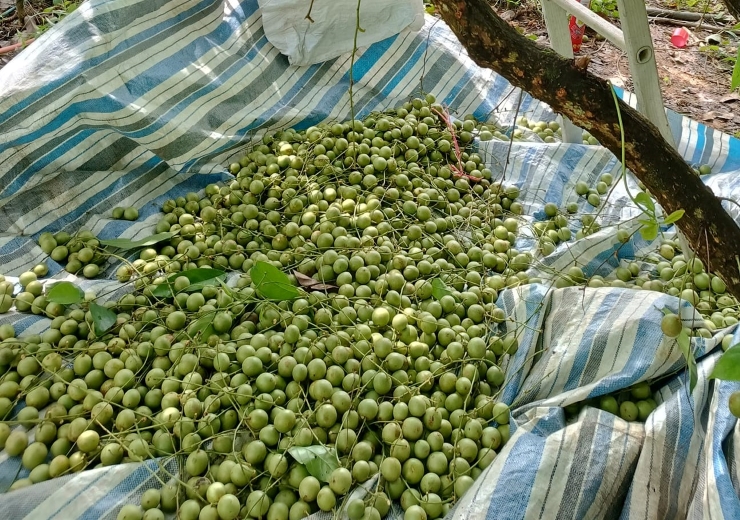 Loại quả nhìn như macca, chỉ 10.000 đồng/kg, dân buôn ngày bán vài tạ-1