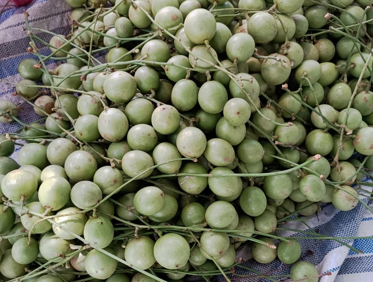 Loại quả nhìn như macca, chỉ 10.000 đồng/kg, dân buôn ngày bán vài tạ-2