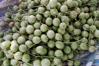 Loại quả nhìn như macca, chỉ 10.000 đồng/kg, dân buôn ngày bán vài tạ
