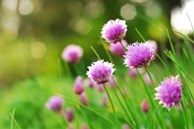 Tử vi ngày 30/5/2023: Tuổi Dần đụng độ tiểu nhân, tuổi Hợi doanh thu tăng tiến