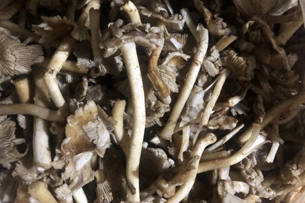 3 người ngộ độc do ăn sâu ban miêu: Bệnh nhân 38 tuổi phải thở máy-2