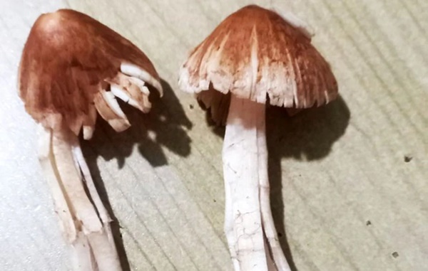 Một ngày 64 người bị ngộ độc ở Lâm Đồng-1