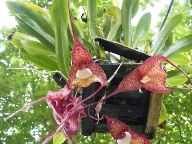 10 loại lan mặt khỉ vẫn siêu quý hiếm-2